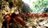 Strange journey of red crab