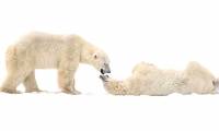 Strange life in the 'polar bear capital'