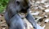 Strange monkey raising cats