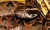 Strange: Muscular necrosis after 50 years was bitten by poisonous venomous snakes
