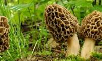 Strange mushroom species 'appears and disappears' on the mountain, thrives on lightning