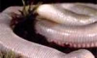 Strange reptiles look like worms, snakes and turtles