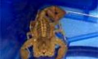 Strange scorpions appear at the station
