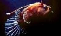 Strange sea creatures in the coral reef