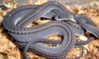 Strange, snake-like snake in legend