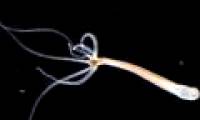 Strange species of almost 'immortal' creatures
