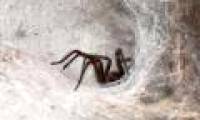 Strange spider rain in Australia