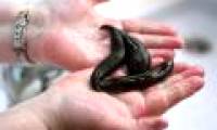 Strange story is true: Scientists used leeches to forecast the weather?