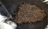 Strange story: Tens of thousands of walruses land massively on Alaska beaches