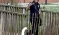 Strange swans caught the 'disease' racism?
