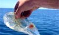 Strange transparent creatures found in New Zealand