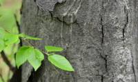 Strange tree known as king of wood, harder than steel, bulletproof
