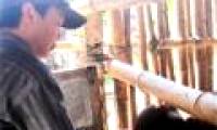 Strange virus attacks cattle in Quang Nam border