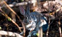 Strange virus attacks rabbit like Covid-19 in humans