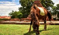 Strange virus caused a horse death in Thailand in series cause new pandemic fears