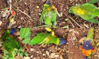 Strange virus caused rainbow birds to die in mass