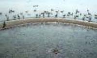 Strange where the ducks walk on their backs, they administer thousands of fish