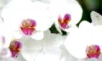 Strange world of orchids