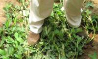 Strangely, Chinese farmers always step on peanut plants while planting, experts: Good tips to follow!
