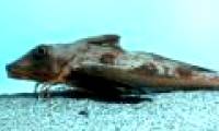 Strangely, fish with legs know how to crawl like shrimp on the sea floor