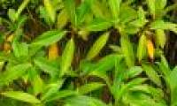 Strangely the only tree species in Vietnam has a special ability: Born and raised