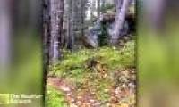 Strangely the phenomenon of 'the forest knows how to breathe' in Canada