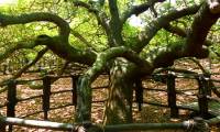 Strangely, the world's largest cashew tree is twice as big as a football field.