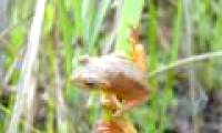 Strangely, Vietnamese frogs suddenly change color when mating