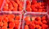 Strawberry planting technology harvested all year round