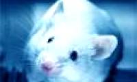 Stress hormones alter brain tissue in mice