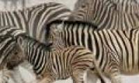 Striped on his zebra is decoded