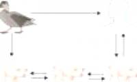 Strong swine influenza virus toxicity when transmitted to humans