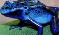 Students create 'killer frogs' in the laboratory