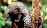 Students propagate wildlife protection