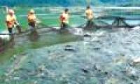 Study on pathogens in cold water fish