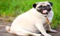 Study the behavior of overweight dogs to find answers about the cause of obesity