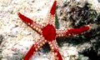 Study the impact of noise on marine life