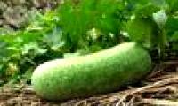 Study to treat diabetes with young squash