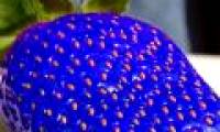 Stun with exotic blue strawberries