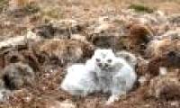 Stun with the way snow owls store food for young birds