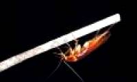Stunned art of cockroaches