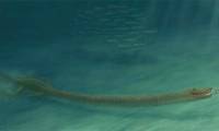 Stunned by the discovery of a sea monster fossil with a neck up to 3 meters long.