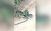 Stunned mouse attack, bite snake