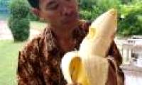 Stunned with extremely rare giant banana varieties