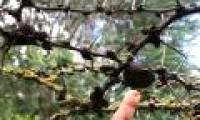 Stunned with plants possessing 'super powers'