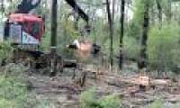Stunned with the loss of forest trees on Earth: 1 minute missed 40 football fields