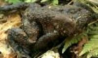 Stunned with the strange toad without head still jumping jubilantly