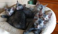 Stunned with the 'werewolf' cat breed cost 50 million each