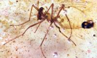 Stunning amber deposits preserve insects from the time of the dinosaurs