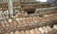 Success in the production model of Ganoderma